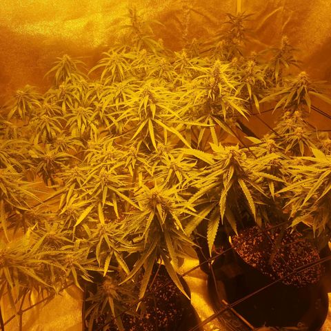 Cheeselicious growlog timeline photo