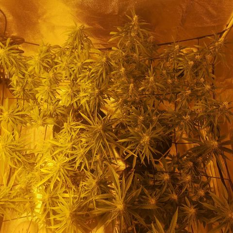 Cheeselicious growlog timeline photo
