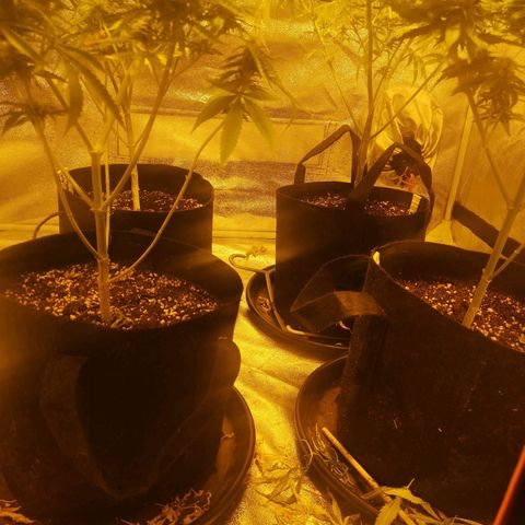 Cheeselicious growlog timeline photo