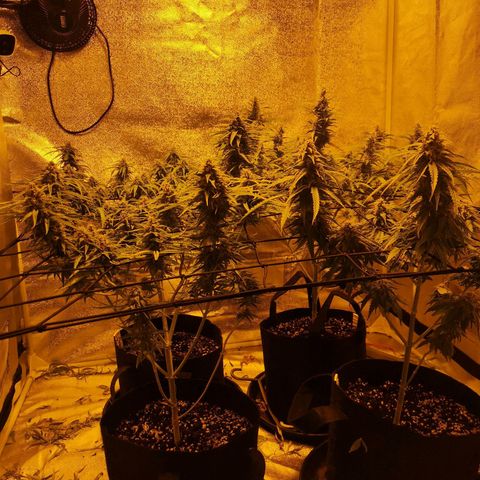 Cheeselicious growlog timeline photo
