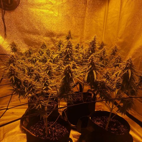 Cheeselicious growlog timeline photo