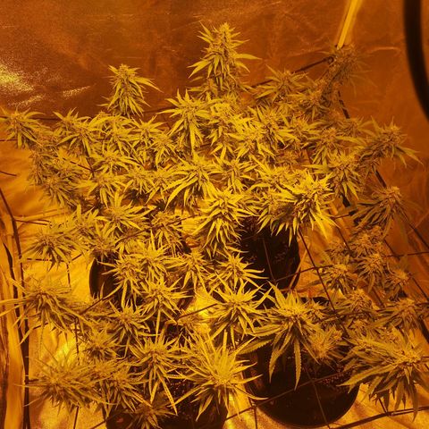 Cheeselicious growlog timeline photo