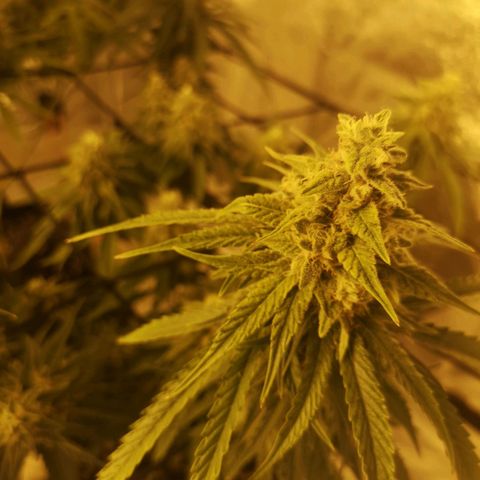 Cheeselicious growlog timeline photo