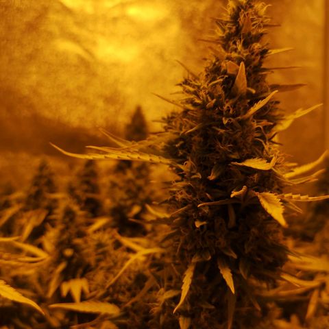 Cheeselicious growlog timeline photo