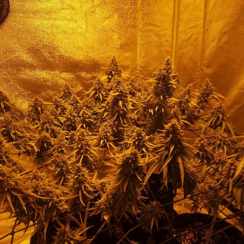 Cheeselicious growlog timeline photo