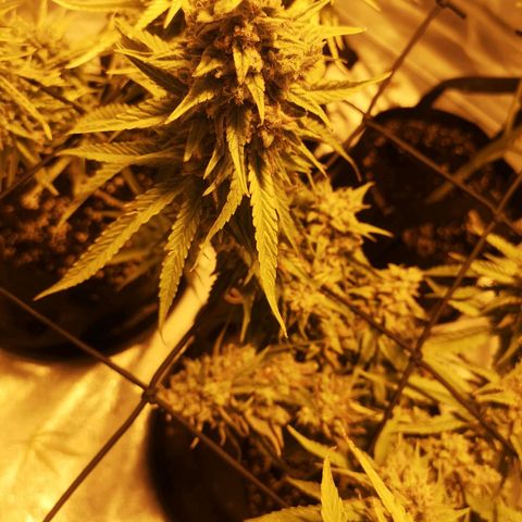Cheeselicious growlog timeline photo