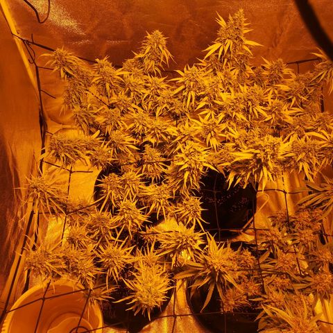 Cheeselicious growlog timeline photo