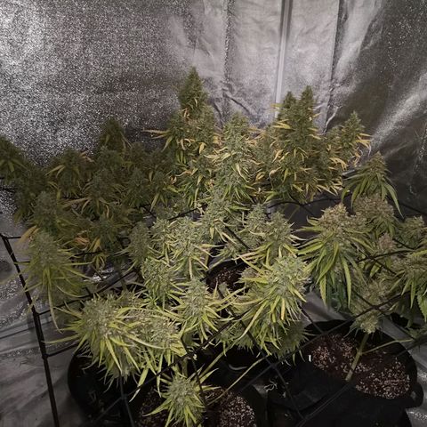 Cheeselicious growlog timeline photo