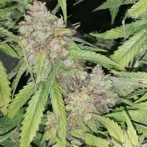 Cheeselicious growlog timeline photo