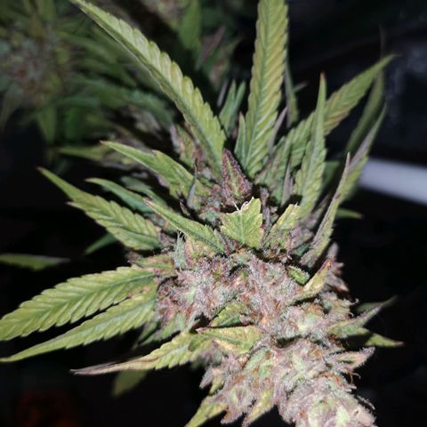 Cheeselicious growlog timeline photo
