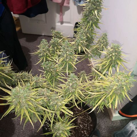 Cheeselicious growlog timeline photo