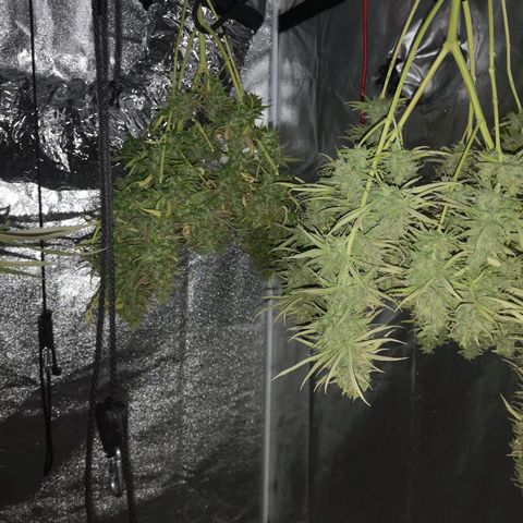 Cheeselicious growlog timeline photo