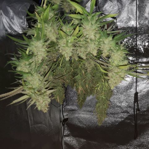 Cheeselicious growlog timeline photo