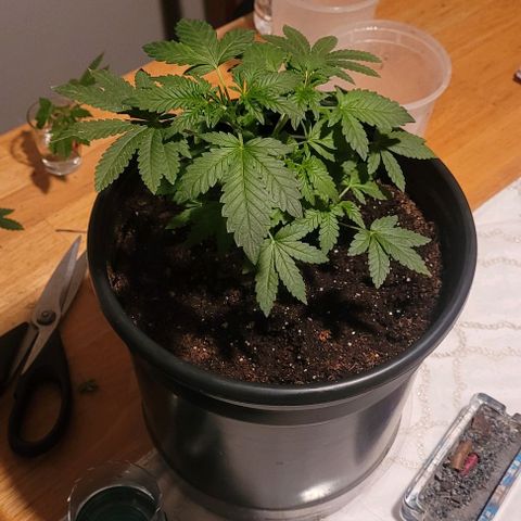Banana Sherbet Photo Fem (HERBIES  growlog timeline photo