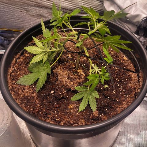 Banana Sherbet Photo Fem (HERBIES  growlog photo: LST
