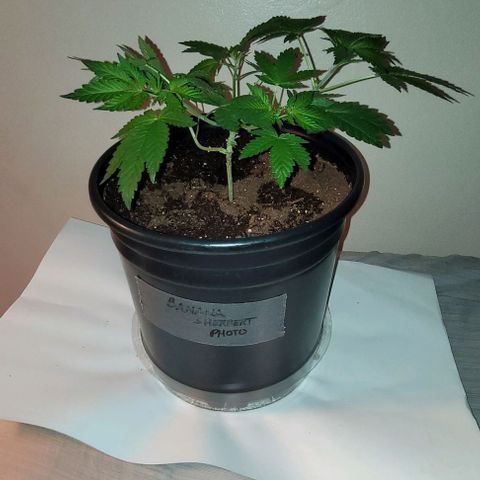 Banana Sherbet Photo Fem (HERBIES  growlog timeline photo