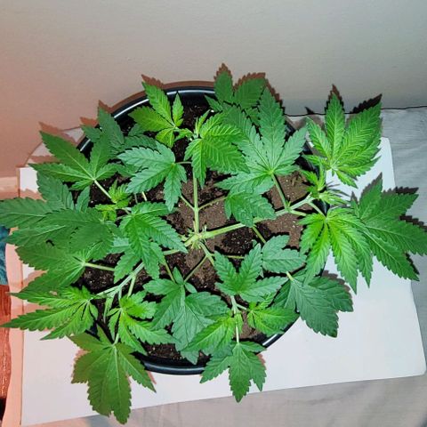 Banana Sherbet Photo Fem (HERBIES  growlog timeline photo
