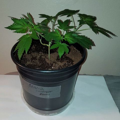 Banana Sherbet Photo Fem (HERBIES  growlog timeline photo