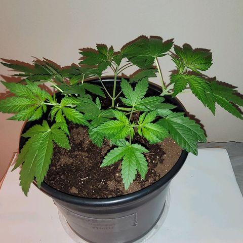 Banana Sherbet Photo Fem (HERBIES  growlog timeline photo