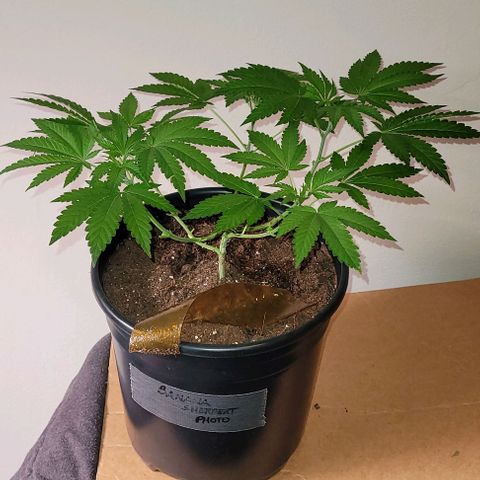 Banana Sherbet Photo Fem (HERBIES  growlog timeline photo