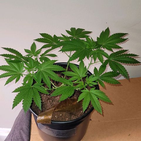 Banana Sherbet Photo Fem (HERBIES  growlog timeline photo