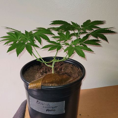Banana Sherbet Photo Fem (HERBIES  growlog timeline photo