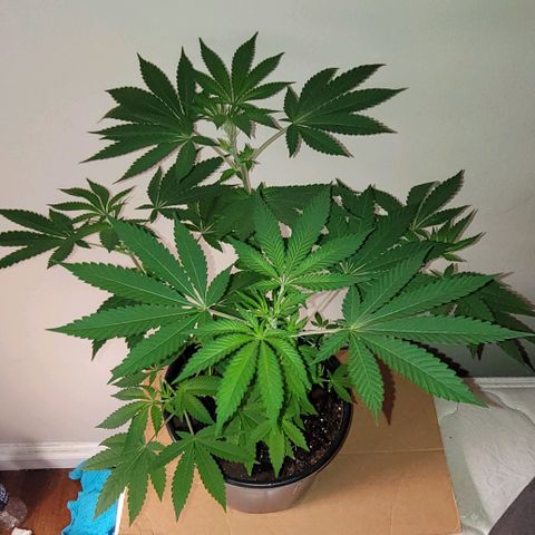 Banana Sherbet Photo Fem (HERBIES  growlog timeline photo