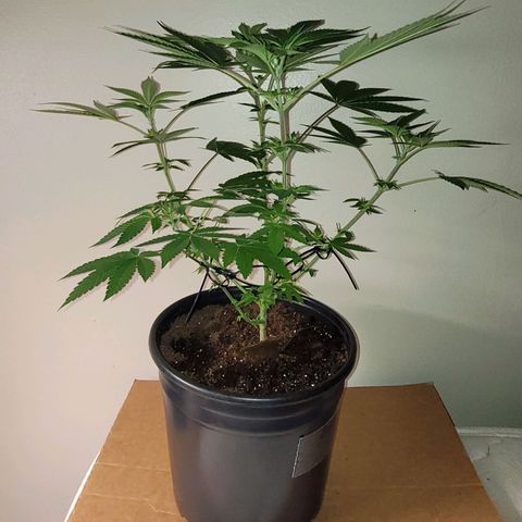 Banana Sherbet Photo Fem (HERBIES  growlog timeline photo