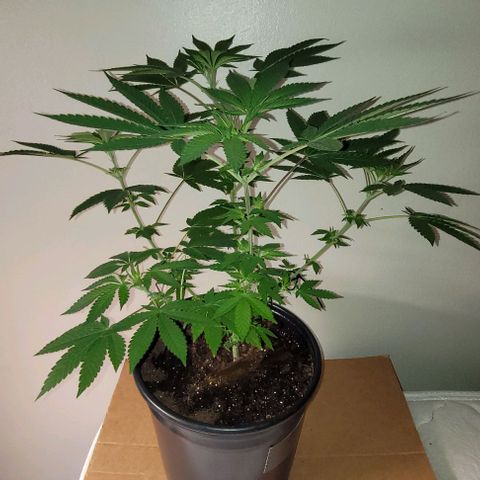 Banana Sherbet Photo Fem (HERBIES  growlog timeline photo