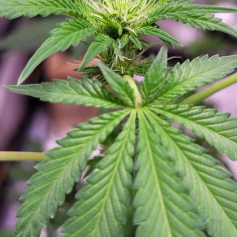 Banana Sherbet Photo Fem (HERBIES  growlog timeline photo