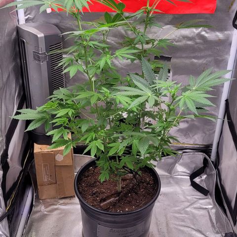 Banana Sherbet Photo Fem (HERBIES  growlog timeline photo