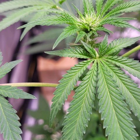 Banana Sherbet Photo Fem (HERBIES  growlog timeline photo