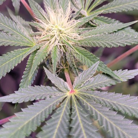 Banana Sherbet Photo Fem (HERBIES  growlog timeline photo