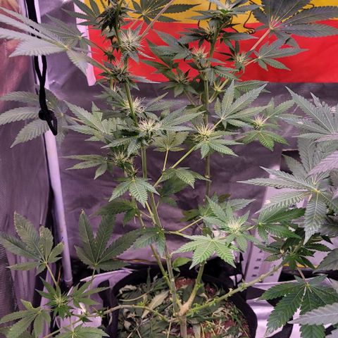 Banana Sherbet Photo Fem (HERBIES  growlog timeline photo