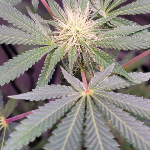 Banana Sherbet Photo Fem (HERBIES  growlog timeline photo