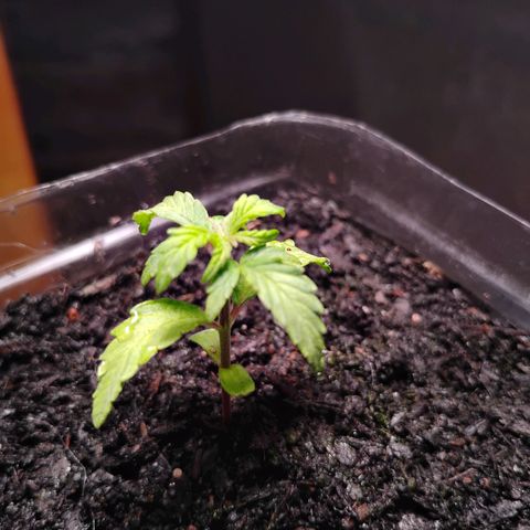 Northern Lights Auto growlog timeline photo