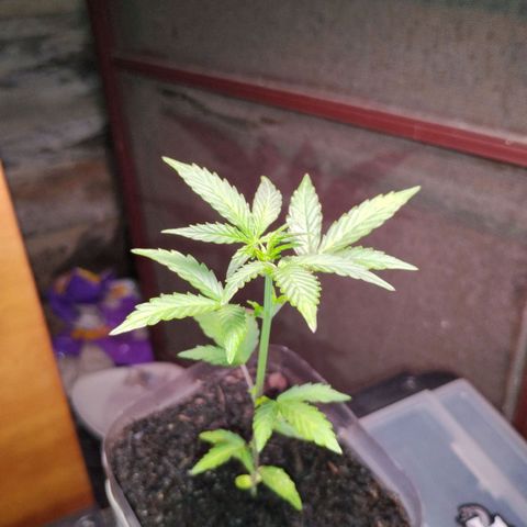 Northern Lights Auto growlog timeline photo