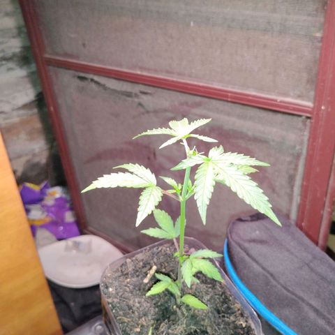 Northern Lights Auto growlog photo: Topped