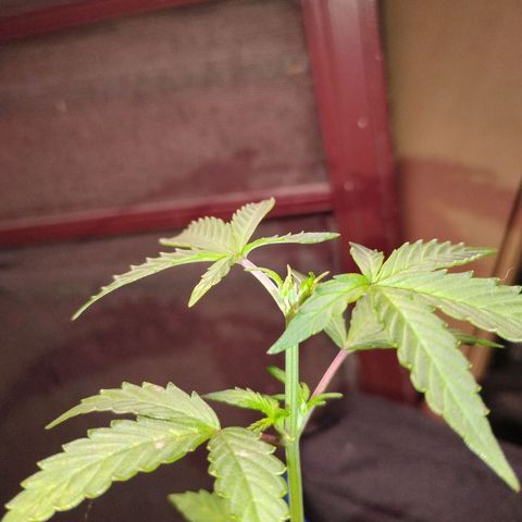 Northern Lights Auto growlog photo: Topped