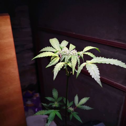 Northern Lights Auto growlog timeline photo
