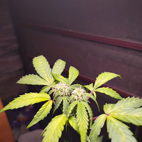 Northern Lights Auto growlog timeline photo
