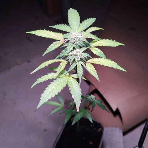 Northern Lights Auto growlog timeline photo