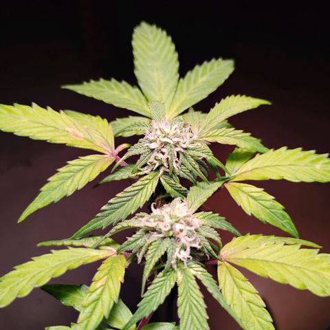Northern Lights Auto growlog timeline photo