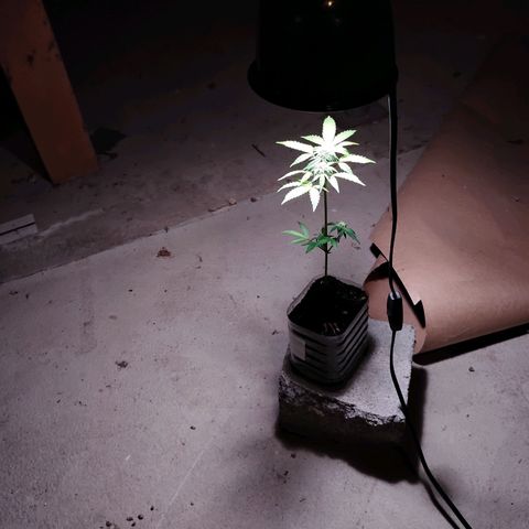 Northern Lights Auto growlog timeline photo