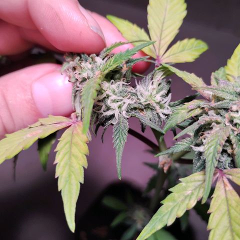 Northern Lights Auto growlog timeline photo
