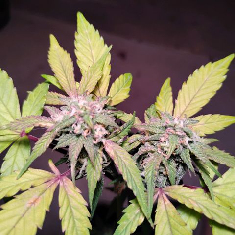 Northern Lights Auto growlog timeline photo