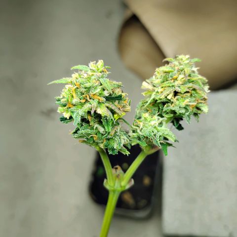 Northern Lights Auto growlog photo: Chopped and trimmed