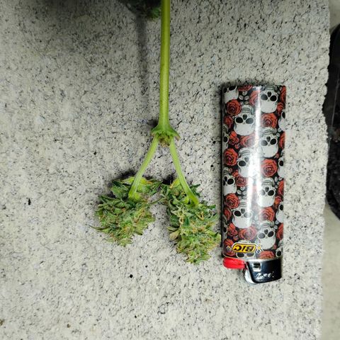 Northern Lights Auto growlog photo: Chopped and trimmed