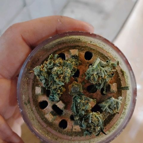 Northern Lights Auto growlog photo: 1.5 grams 9w Led experiment 