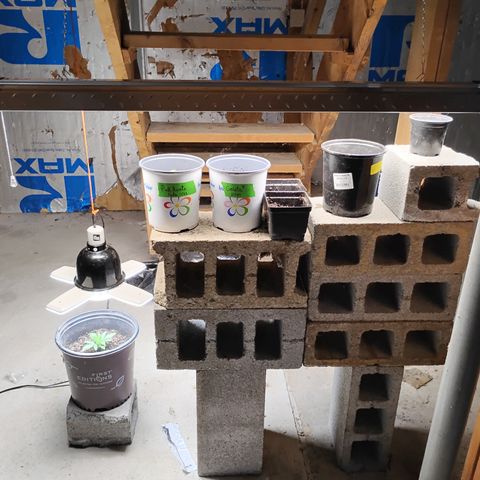 Gelato growlog timeline photo